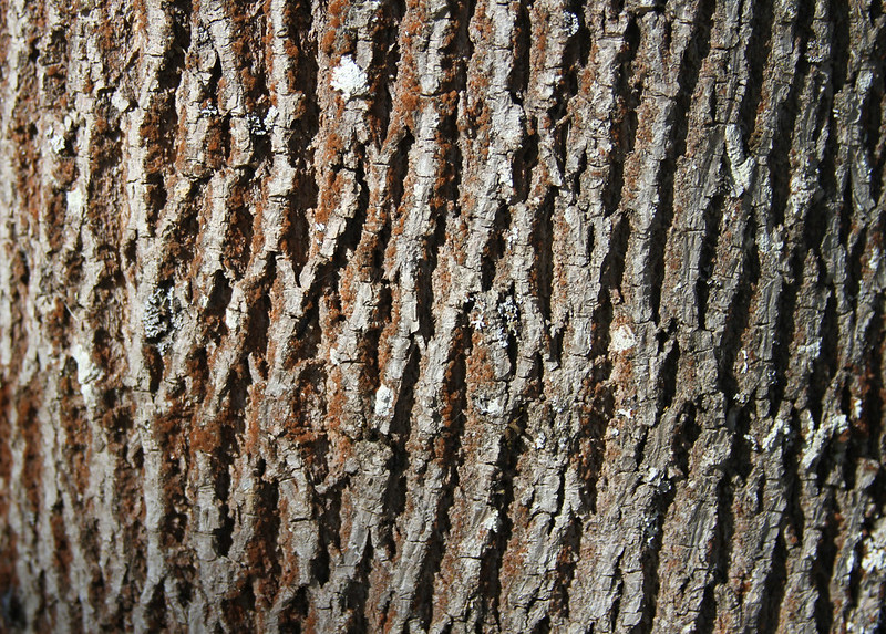 Maple Tree Bark Texture