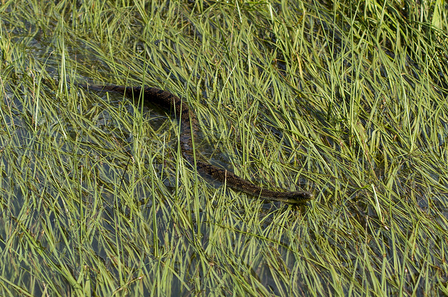Water Snake - Explore #417 - May 30, 2016