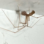 cellar spider and eggs