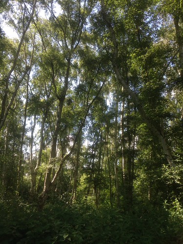 Walk in the woods | by sara.varty