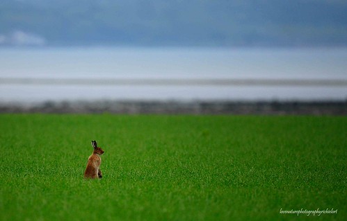 Alert | by richie0172