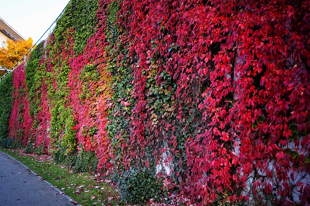 Wall of ivy by the River Spree, Berlin