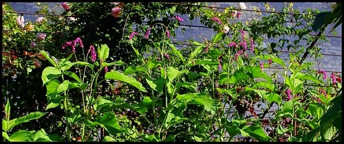 Persicaria orientalis (= Polygonum orientale) 22338892859_220ffd4f46