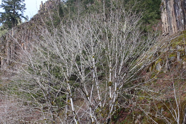 Leafless alder branches indicate it is not yet spring