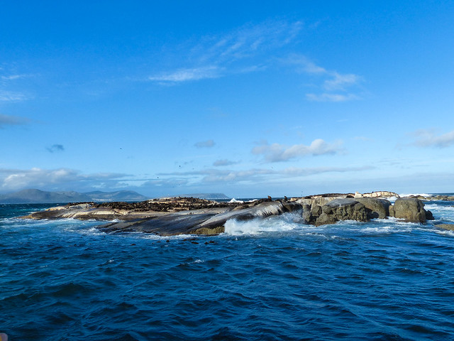 An island full of seals
