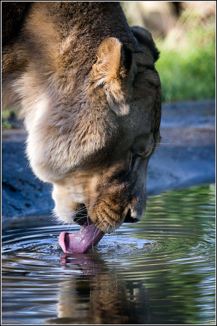Thirsty Barbary Lion