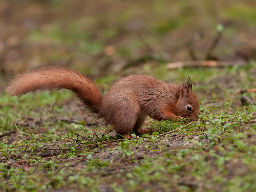 Red-Squirrel Digging