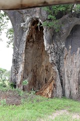 Baobab Tree in Tarangire National Park, Tanzania