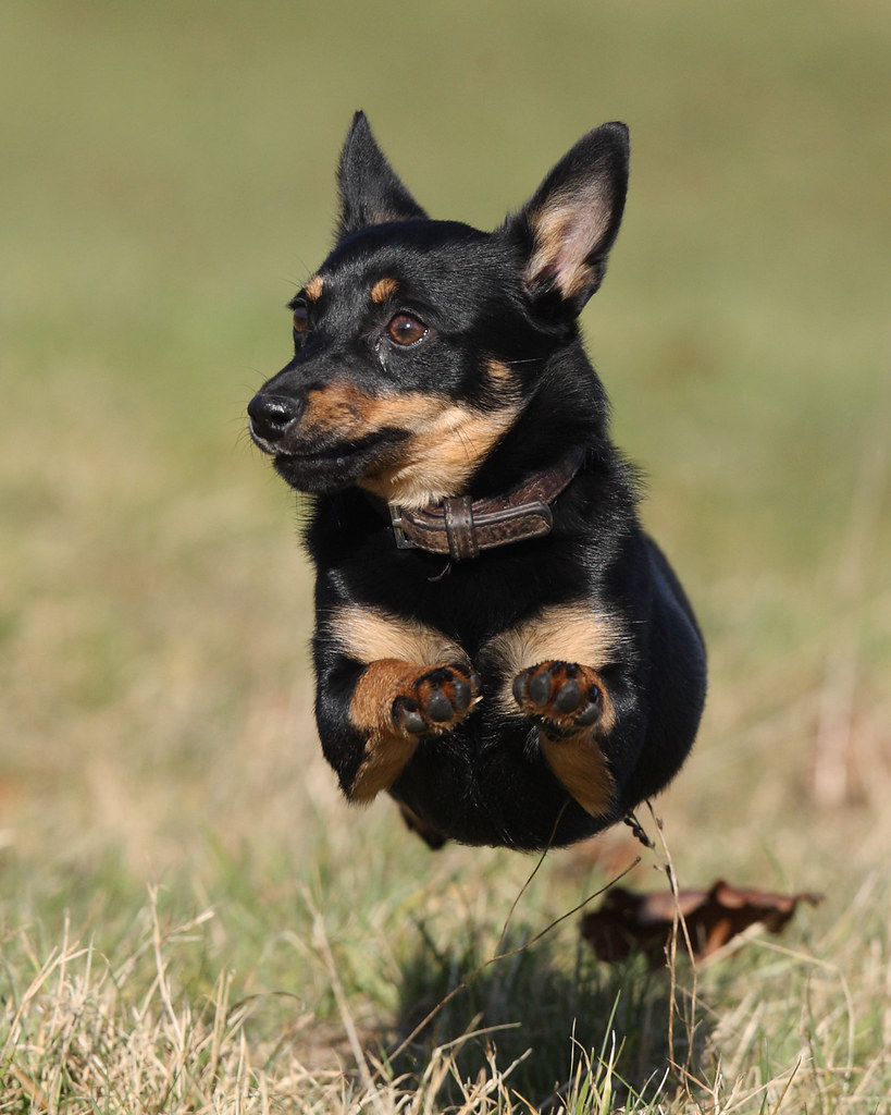 'MISSY' LANCASHIRE HEELER.