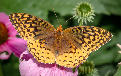 2015 201507july 20150721springtoninsects butterflies canon7d chestercounty content folder fritilliary fritilliarygreatspangled insects macro pennsylvania peterscamera petersphotos places springtonmanor takenby technical us ngc npc
