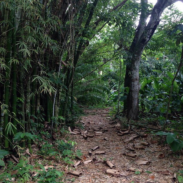 Trail off the Tracking Station road, Chaguaramas, Trinidad.