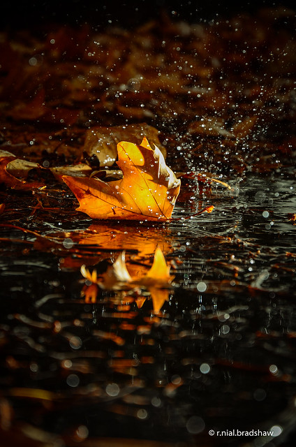 rain-splashing-leaf-puddle.jpg