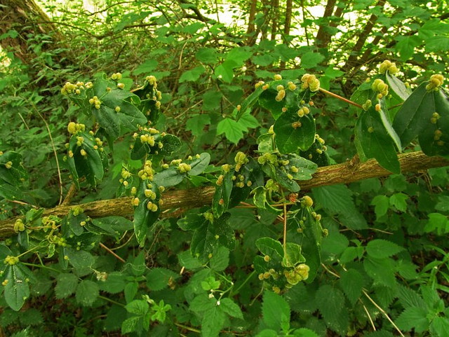 Maple mite gall  Aceria macrochelus