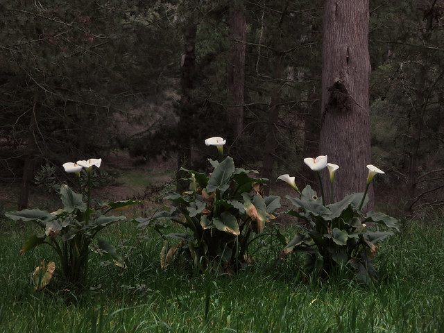 Calla Lily flowers in Golden Gate Park, San Francisco (2014)