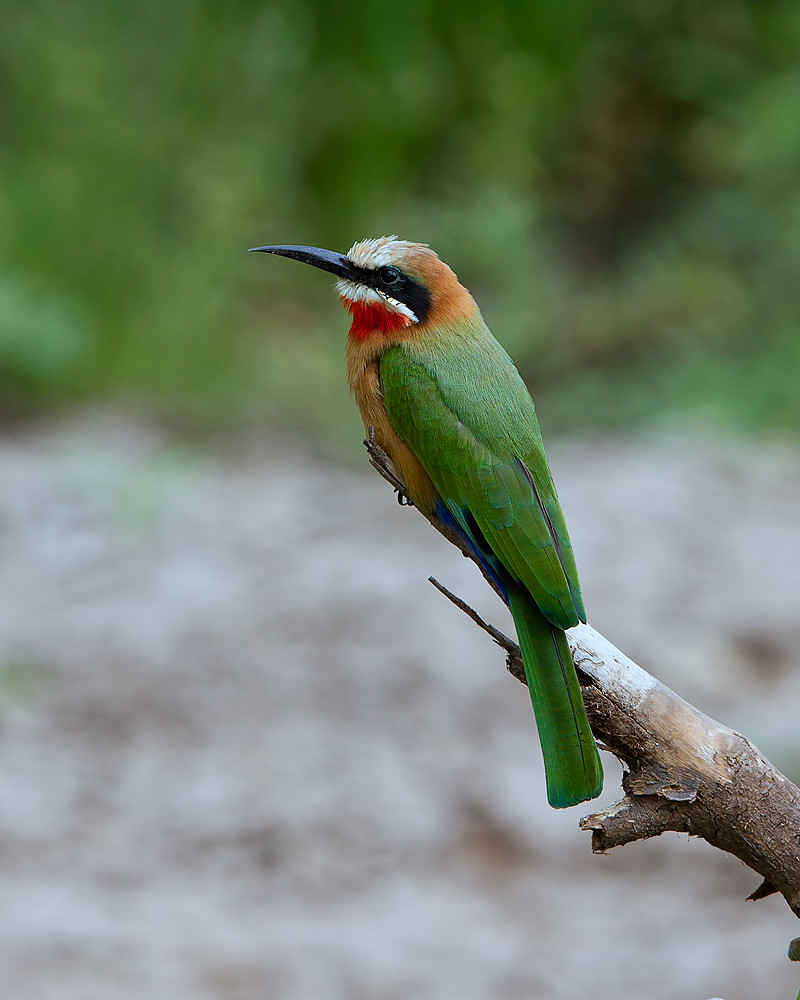 White-fronted Bee-eater - Rooikeelbyvreter