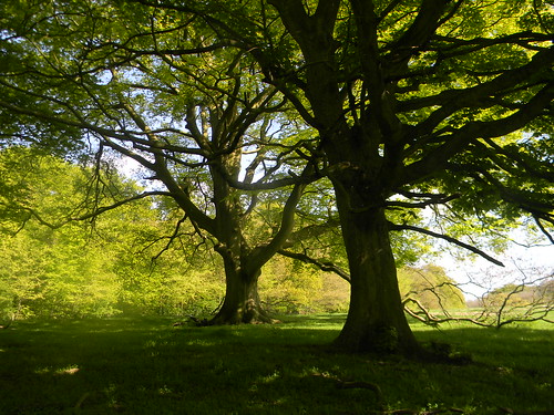 Trees near Chequers Wendover Circular