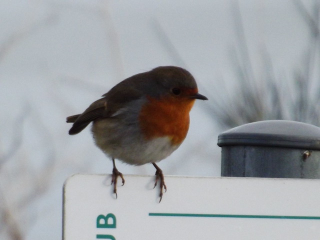 Robin standing on a Sign 2