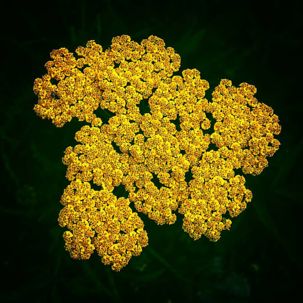 Flowercloud #flowerporn#loves_flowers_#orange#orangelab#fl… | Flickr