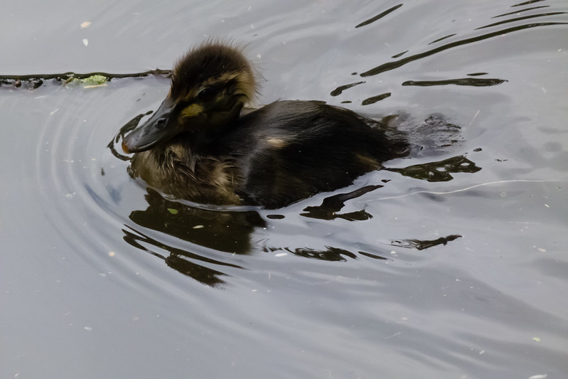 Tiny mallard duckling, head down spiky