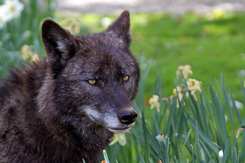 Tala the North American Wolf | by NikNak Allen