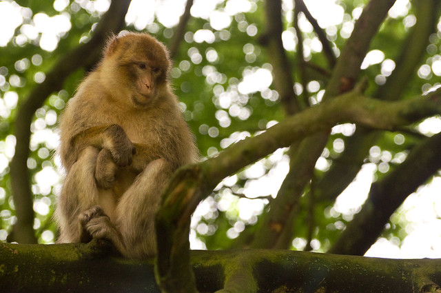 Trentham Monkey Forest 4
