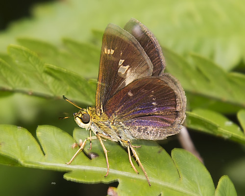 virginia flickr unitedstates butterflies insects va chesapeake greatdismalswamp grasshesperiinae skippershesperioidea gdsbfc13