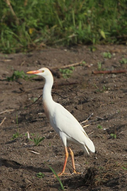 Bubulcus ibis - Cattle Egret