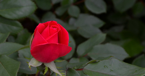 Red Rose Opening | by hpaich