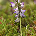 Flickr photo 'Astragalus alpinus' by: Jörg Hempel.