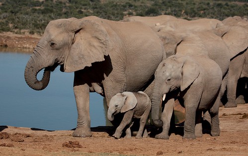 African Elephants [Loxodonta africana]