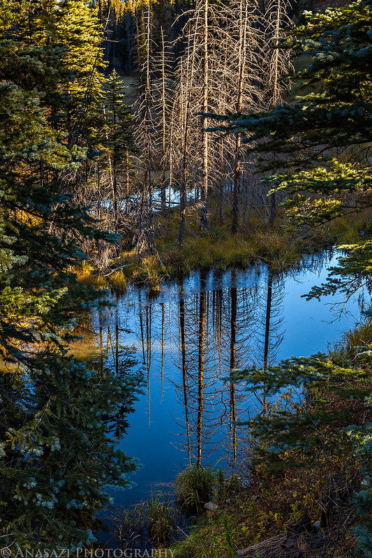 Reflecting Pond