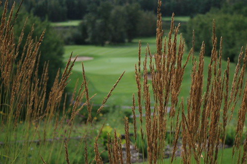 IMG_0210 by Innisfail Golf Club, field golf course innisfail golfclub