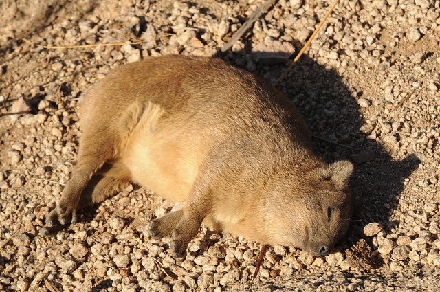 Sunbathing hyrax - honestly - he's not dead!
