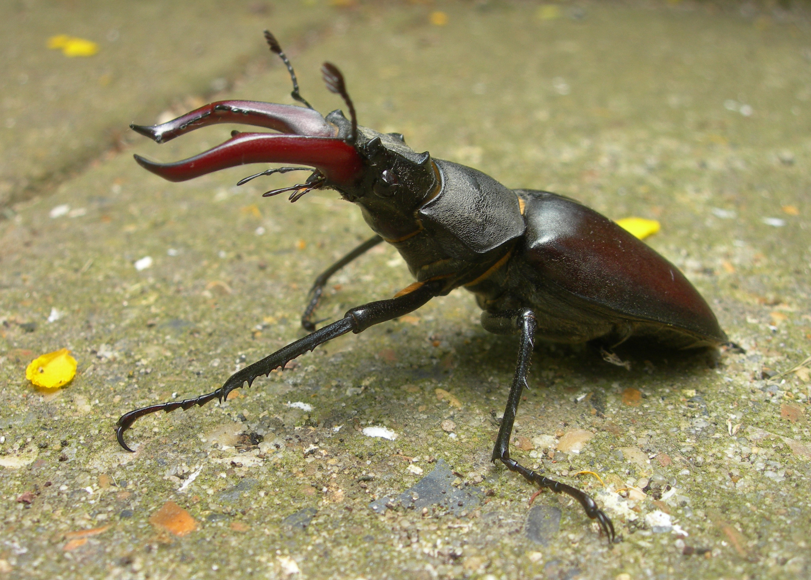 34. Find a stag beetle