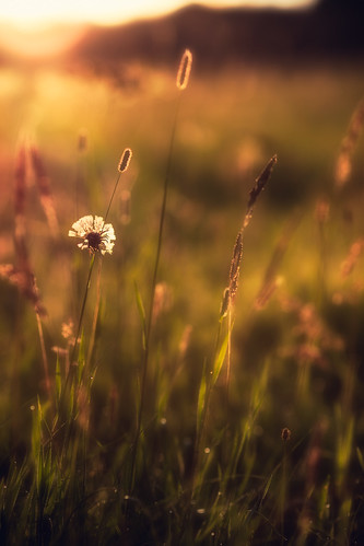 morning flowers light nature sunrise canon germany deutschland photography early flora soft glow colours dof outdoor dandelion depthoffield tones 6d blowball 135f2