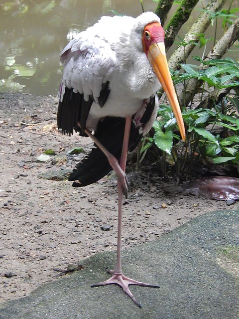 Stork on One Leg