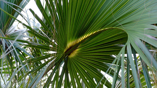 park morning plants sun sunlight plant tree leaves sunrise dawn daylight leaf fuji florida nixon palm frond fujifilm fractal fl erna daybreak brevard