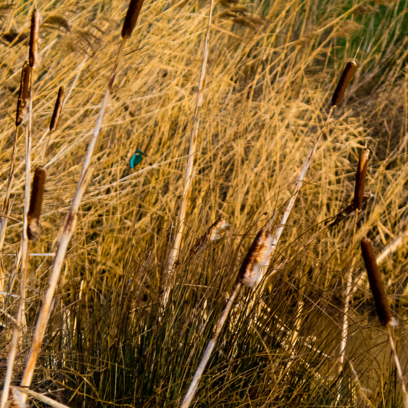 Kingfisher in a reed bed