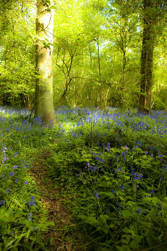 Morning Bluebells (2) | by menickstephensorg