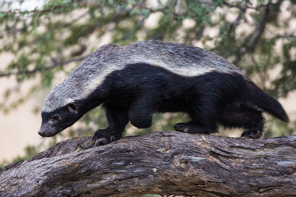 Top 20 Animals That Are Cute But Deadly Animals  Honey Badger