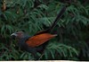 Crow Pheasant by I Nair
