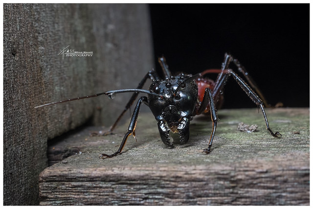Giant Forest Ant (Camponotus gigas)