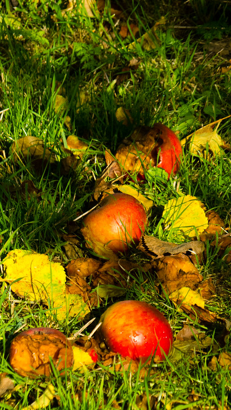 Autumn colours: apples