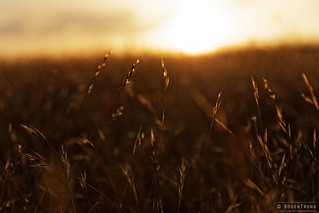 20140208-17-Sunset grass fields.jpg