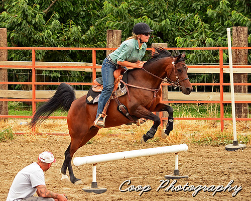 city summer horse june club photography washington jumping nikon alyssa gaming pony wa coop 23 minnie arabian equestrian jumps benton southeastern 2013 scurries d7100