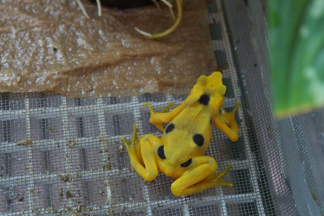 Baby F1 Golden frogs (Atelopus zeteki) all grown up at EVACC