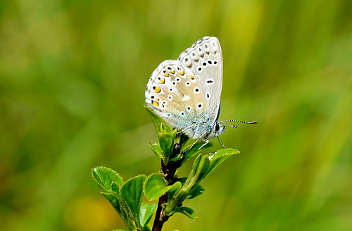 uk blue colour detail butterfly bush focus dof bokeh swindon may wiltshire markings stevemaskell 2016 naturethroughthelens