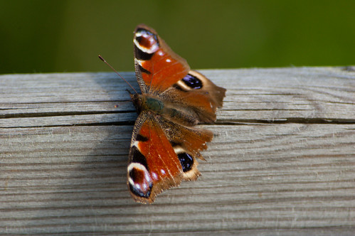 Peacock butterfly on a rail
