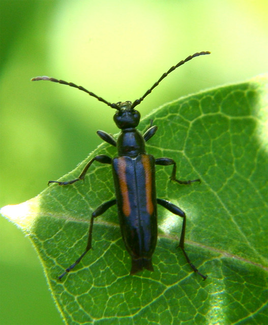 Flower-Longhorn-Beetles