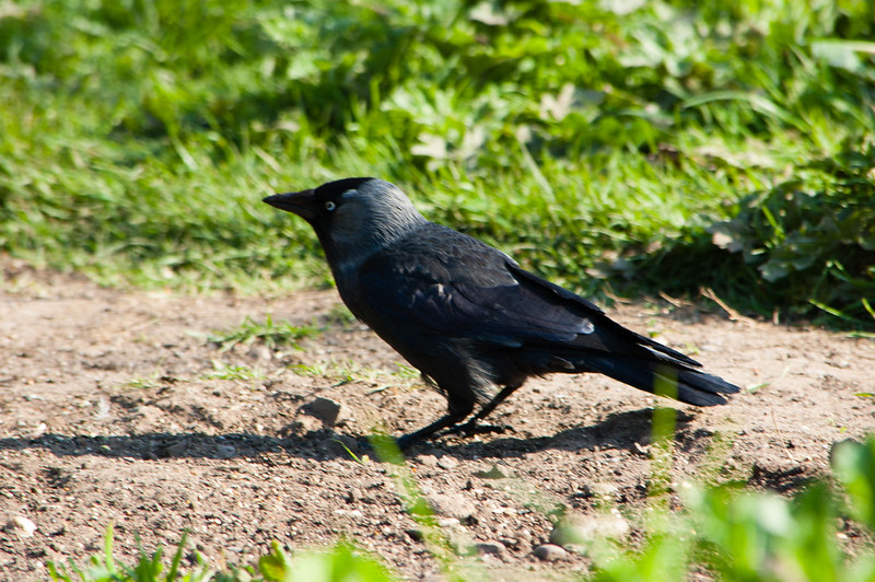 Scrounging jackdaw